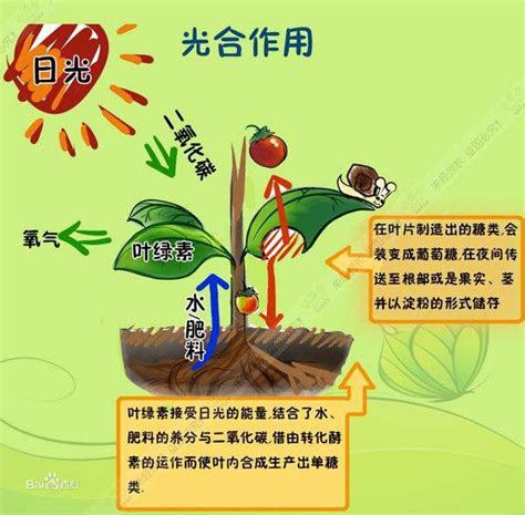 不能行光合作用的植物|光合作用